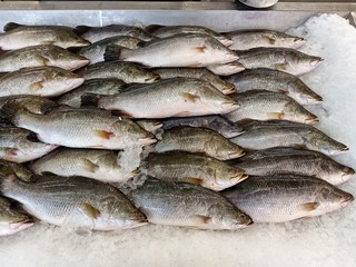  Many fresh sea fish are sold at seafood restaurants.34