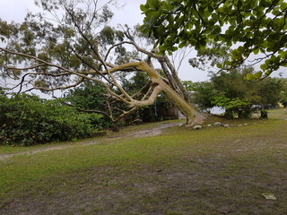 árvore torta em um parque