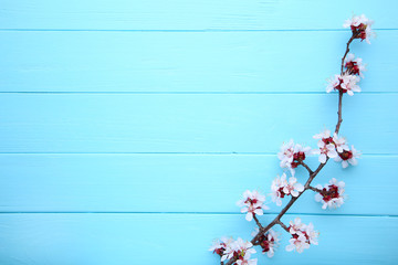 Spring blooming branches on blue wooden background with copyspace.