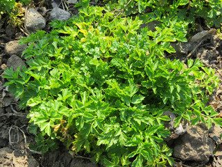 Parsley sprouts and last year’s leaves on a sunny day