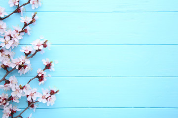 Spring blooming branches on blue wooden background with copyspace.