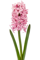 Pink flower of hyacinth, isolated on white background