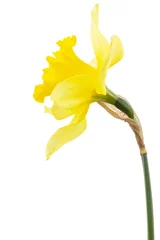 Gordijnen Flower of yellow Daffodil (narcissus), isolated on white background © kostiuchenko