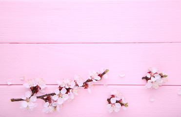 Spring blooming branches on pink wooden background with copyspace.