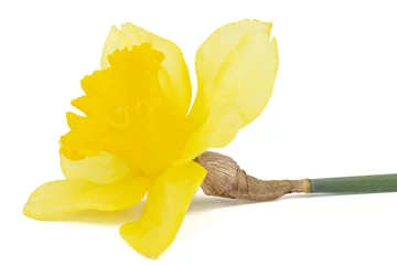 Rolgordijnen Flower of yellow Daffodil (narcissus), isolated on white background © kostiuchenko