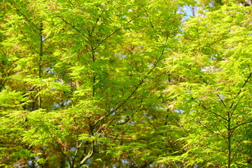Fototapeta premium モミジの新緑