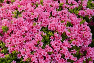 Obraz premium ツツジの花