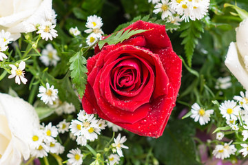 The Red rose in the important moments.