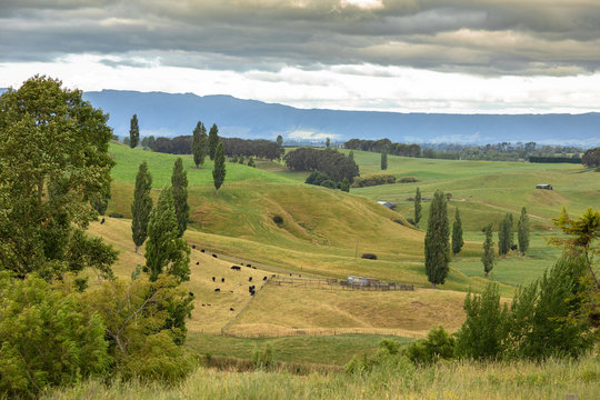 typical rural landscape in New Zealand