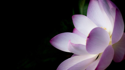 Beautiful purple lotus flower on black shadow background with warm light
