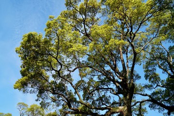 クスノキの新緑