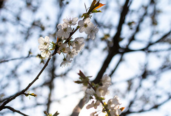 Kirschblüten im Frühling