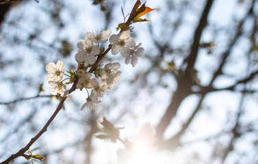 Kirschblüten im Frühling