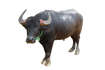The buffalo is standing on isolate background with clipping path.