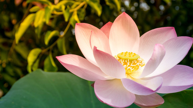 Beautiful purple lotus flower on black shadow background with warm light