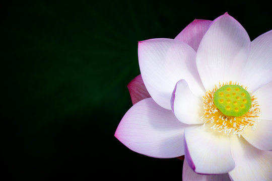 Beautiful purple lotus flower on black shadow background with warm light