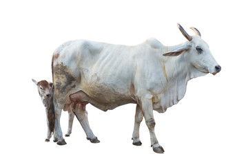 Brahman ox isolated on white background with clipping path