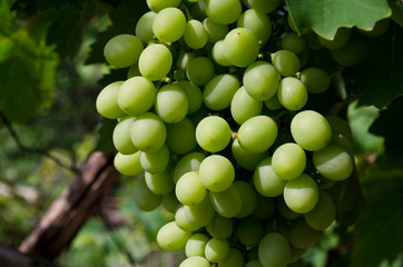 Landscape of rows in the vineyard, Bulgaria