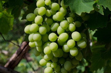 Landscape of rows in the vineyard, Bulgaria