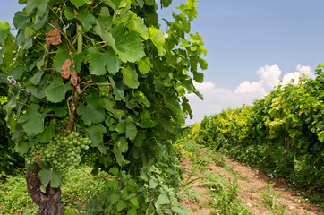 Fototapeta na wymiar Landscape of rows in the vineyard, Bulgaria