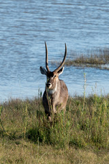 Cobe à croissant , Waterbuck,  Kobus ellipsiprymnus, Parc national du Pilanesberg, Afrique du Sud