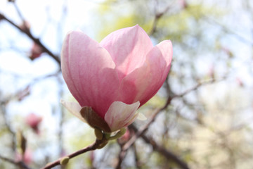 Beautiful pink magnolia flower close up photo. The sun is shining bright. Sky is blue. Spring came. Natural photo background