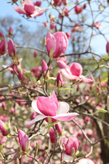 Magnolia blossoms bloom beautifully. The sun is shining. Sky is blue. Spring came. Natural photo background