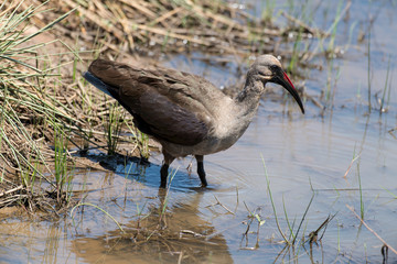Ibis hagedash,.Bostrychia hagedash ,Hadada Ibis, Afrique du Sud