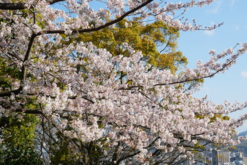 桜