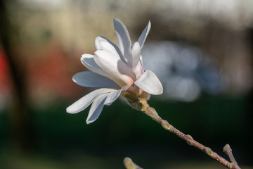 Blossoming magnolia flowers in springtime