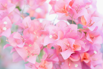 Beautiful and bright pink flowers, suitable for wallpaper.