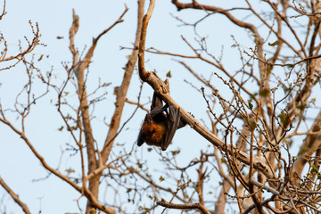 Fruit Bats