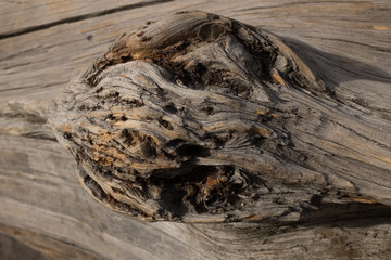 DEAD AND EROSIONED PINE TRUNK, CURVES, HOLES, KNOTS AND DIFFERENT COLORS IN HIS WOOD