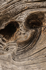 DEAD AND EROSIONED PINE TRUNK, CURVES, HOLES, KNOTS AND DIFFERENT COLORS IN HIS WOOD