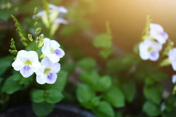 Asystasia gangetica flowers with sunlight in nature garden
