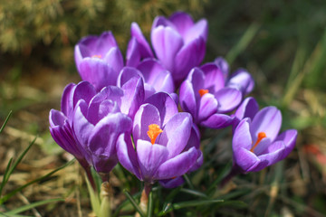 Purple couscous. The first spring flowers. Crocus (saffron) is a perennial bulbous plant. C. sativus Whitwell pearl, dark purple with mauve core.