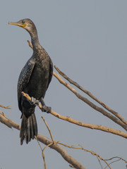 Great Cormorant
