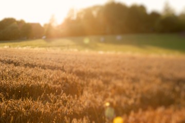 summer field with blurred golden wheat  during sunset.Agriculture field blur background