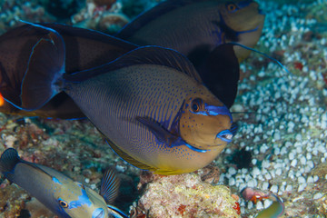 Big-nose Unicornfish