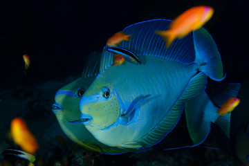 Fototapeta na wymiar Big-nose Unicornfish
