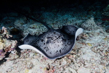 Blotched Fantail ray