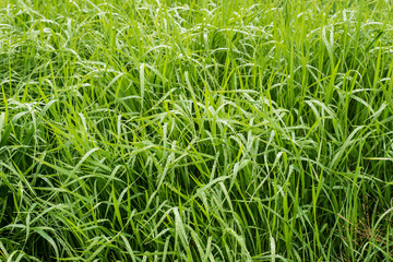Grass with rain drops.