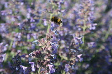 bumble bee and flowers