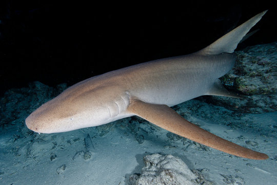 Tawny  Nurse Shark