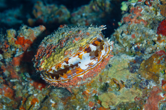 Thorny Oyster