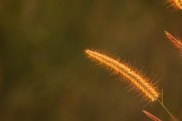 Poaceae grass flower in the rays of the rising sunset background.