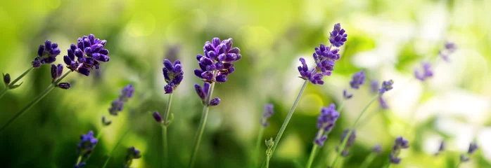 Gartenposter Sunshine on blue lavender flowers. Nature background. © Swetlana Wall