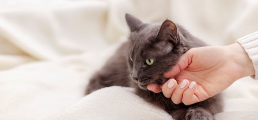 Female hand playing with a beautiful gray fluffy cat.