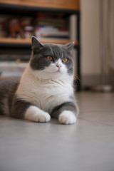 British short-haired cat lying on the ground