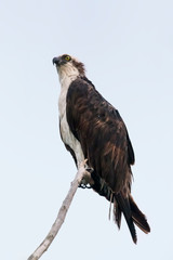 The Fish Hawk or Osprey
